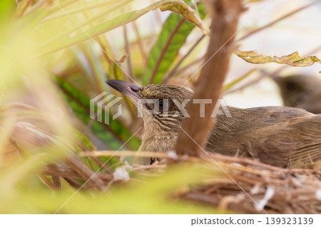 Stealthy Olive-winged Bulbul Resting Motionless in Dense Nest Foliage Stealthy Olive-winged Bulbul Resting Motionless in Dense Nest Foliage 139323139