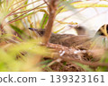 Stealthy Olive-winged Bulbul Resting Motionless in Dense Nest Foliage 139323161