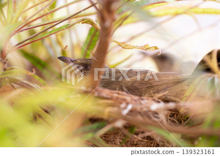 Stealthy Olive-winged Bulbul Resting Motionless in Dense Nest Foliage 139323161