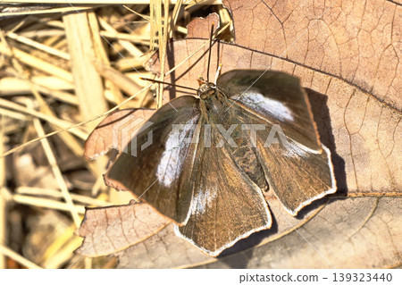 Uraginshijimi (female) Uraginshijimi (female) 139323440