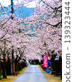 The Gaisen cherry trees were planted in 1906 (Meiji 39) on both sides of the highway in the post town of Shinjo Village, Maniwa City, to commemorate the victory in the Russo-Japanese War. 139323444