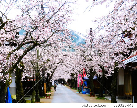 The Gaisen cherry trees were planted in 1906 (Meiji 39) on both sides of the highway in the post town of Shinjo Village, Maniwa City, to commemorate the victory in the Russo-Japanese War. The Gaisen cherry trees were planted in 1906 (Meiji 39) on both sides of the highway in the post town of Shinjo Village, Maniwa City, to commemorate the victory in the Russo-Japanese War. 139323445
