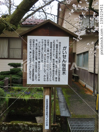 The Gaisen cherry trees were planted in 1906 (Meiji 39) on both sides of the highway in the post town of Shinjo Village, Maniwa City, to commemorate the victory in the Russo-Japanese War. The Gaisen cherry trees were planted in 1906 (Meiji 39) on both sides of the highway in the post town of Shinjo Village, Maniwa City, to commemorate the victory in the Russo-Japanese War. 139323451