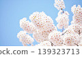 Cherry Blossom Cherry Blossom 139323713