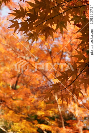 Ota shrine Ota shrine 139323734
