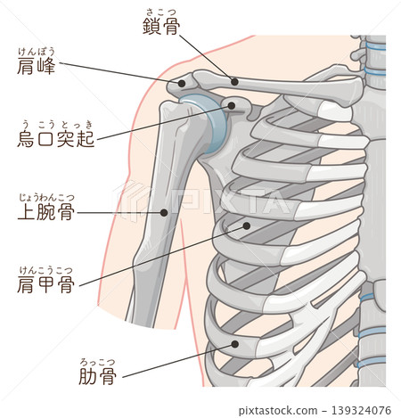 Illustration of the shoulder joint 139324076