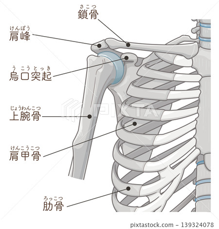 Illustration of the shoulder joint Illustration of the shoulder joint 139324078