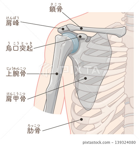 肩關節示意圖 肩關節示意圖 139324080