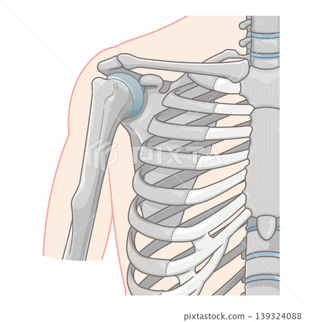 Illustration of the shoulder joint Illustration of the shoulder joint 139324088