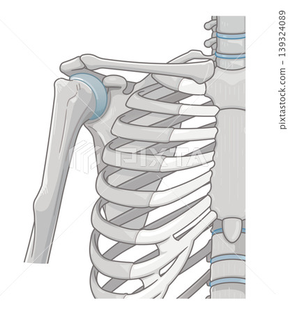 Illustration of the shoulder joint 139324089