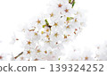 Cherry Blossom Cherry Blossom 139324252