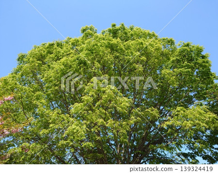 Fresh greenery shining against the blue sky Fresh greenery shining against the blue sky 139324419