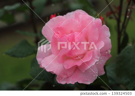 Arao City, Omoyai Citizens' Flower Garden: Roses after the rain. Arao City, Omoyai Citizens' Flower Garden: Roses after the rain. 139324503