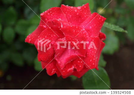 Arao City, Omoyai Citizens' Flower Garden: Roses after the rain. Arao City, Omoyai Citizens' Flower Garden: Roses after the rain. 139324508