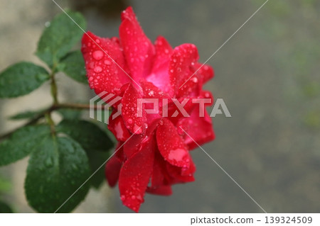 Arao City, Omoyai Citizens' Flower Garden: Roses after the rain. Arao City, Omoyai Citizens' Flower Garden: Roses after the rain. 139324509