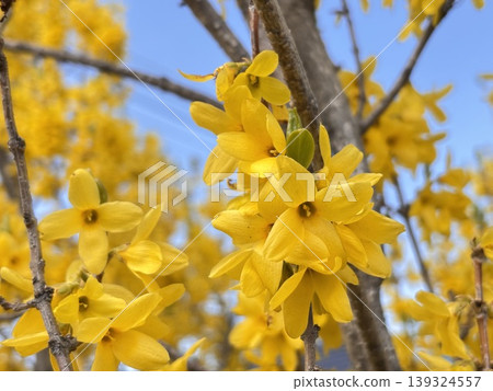 Blue Sky and Forsythia Blue Sky and Forsythia 139324557