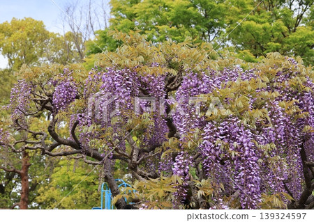 Wisteria flowers at Tamashiki Park in Kazo City Wisteria flowers at Tamashiki Park in Kazo City 139324597