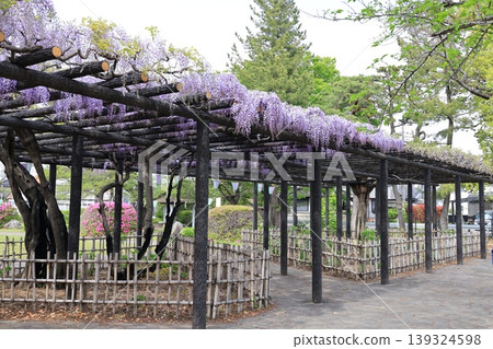 Wisteria flowers at Tamashiki Park in Kazo City Wisteria flowers at Tamashiki Park in Kazo City 139324598
