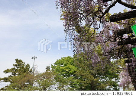 加須市玉敷公園的紫藤花 139324601