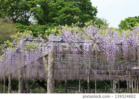 加須市玉敷公園的紫藤花 加須市玉敷公園的紫藤花 139324602