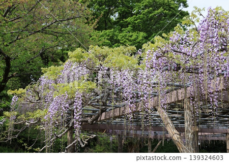 加須市玉敷公園的紫藤花 加須市玉敷公園的紫藤花 139324603