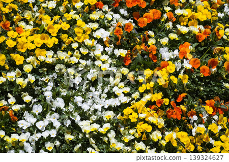 Bright yellow, orange, and white pansies blooming in a sunlit setting, suitable for patios, balconies, and outdoor spaces. Bright yellow, orange, and white pansies blooming in a sunlit setting, suitable for patios, balconies, and outdoor spaces. 139324627