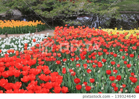 Tulip Tulip 139324640