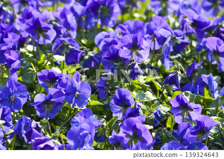 Vibrant purple pansies blooming in a sunny park, highlighting sustainable urban gardening. 139324643