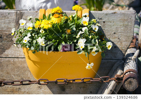 Yellow hanging planter with vibrant yellow daisies and white pansies attached to a rustic wooden wheelbarrow. Yellow hanging planter with vibrant yellow daisies and white pansies attached to a rustic wooden wheelbarrow. 139324686