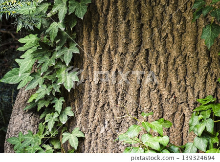 Close up of ivy climbing over rough tree bark in a forest, showing how observing nature boosts mental alertness and energy. Close up of ivy climbing over rough tree bark in a forest, showing how observing nature boosts mental alertness and energy. 139324694