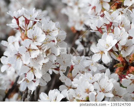 Macro shot of white flower petals with yellow stamens. 139324700