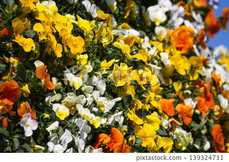 Bright yellow, orange, and white pansies blooming in a sunlit setting, suitable for patios, balconies, and outdoor spaces. Bright yellow, orange, and white pansies blooming in a sunlit setting, suitable for patios, balconies, and outdoor spaces. 139324731