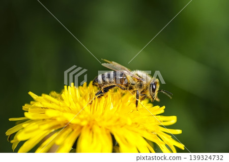 Honey bee collecting pollen on a dandelion flower, highlighting spring bloom and active insect activity in a natural setting. Honey bee collecting pollen on a dandelion flower, highlighting spring bloom and active insect activity in a natural setting. 139324732