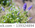 Veronica persica and Muscari 139324894