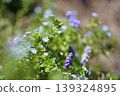 Veronica persica and Muscari 139324895