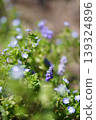 Veronica persica and Muscari 139324896