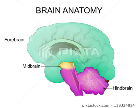 Brain anatomy. Part of human brain forebrain, midbrain, hindbrain. Brain anatomy. Part of human brain forebrain, midbrain, hindbrain. 139324934