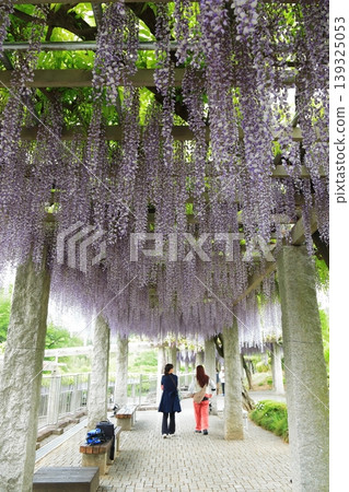 藤岡市富士節 139325053