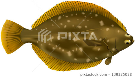 Fish illustration: "Flounder (Japanese flounder)" - Vector format - Single image on a white background Fish illustration: "Flounder (Japanese flounder)" - Vector format - Single image on a white background 139325058