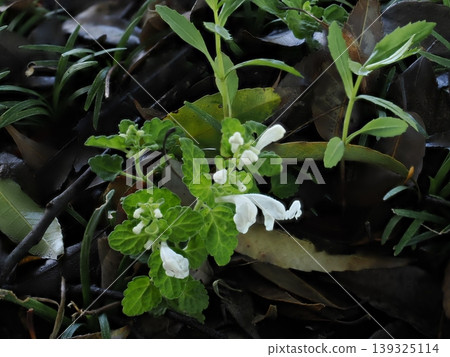 White tatuna saw White tatuna saw 139325114