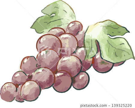 紫色葡萄的水彩風格插圖 紫色葡萄的水彩風格插圖 139325220