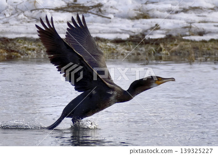 A cormorant takes off 139325227