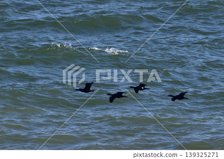 Flight of Umiwa Flight of Umiwa 139325271