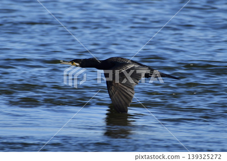 Flight of Umiwa Flight of Umiwa 139325272