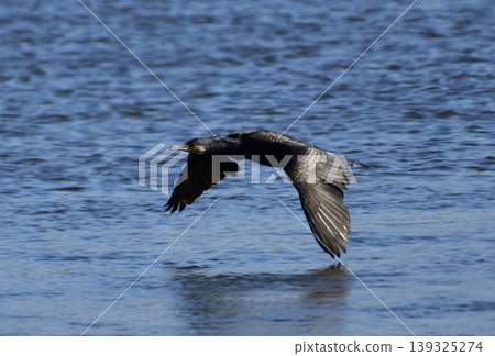 Flight of Umiwa Flight of Umiwa 139325274