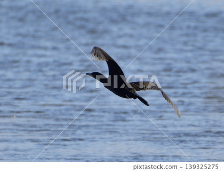 Flight of Umiwa Flight of Umiwa 139325275