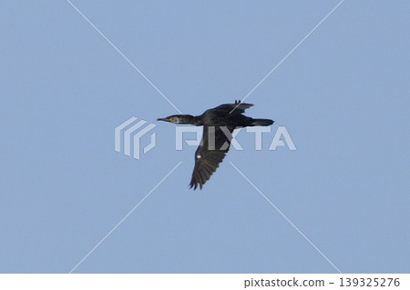 Flight of Umiwa Flight of Umiwa 139325276