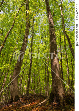 The fresh green leaves of the beech forest and the sight of tall, soaring trees as you look up. The fresh green leaves of the beech forest and the sight of tall, soaring trees as you look up. 139325464