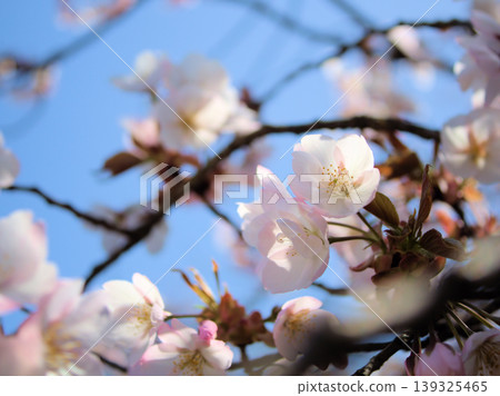 The Satozakura cherry blossoms "Arashiyama" bloomed in sunny April. The Satozakura cherry blossoms "Arashiyama" bloomed in sunny April. 139325465