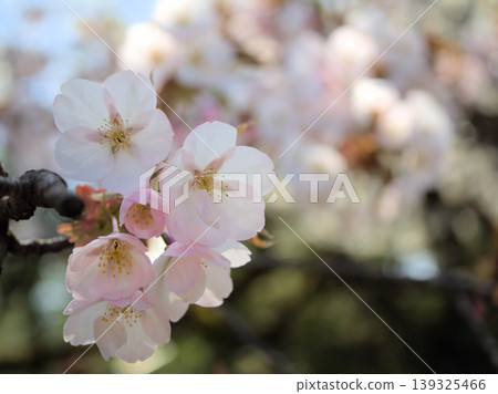 The Satozakura cherry blossoms "Arashiyama" bloomed in sunny April. The Satozakura cherry blossoms "Arashiyama" bloomed in sunny April. 139325466
